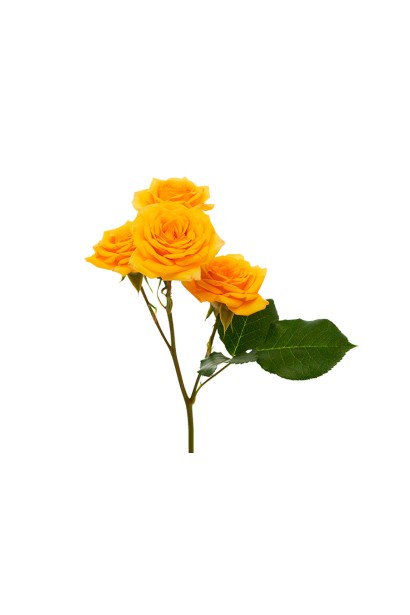 Жовта троянда Yellow Baby під зріз